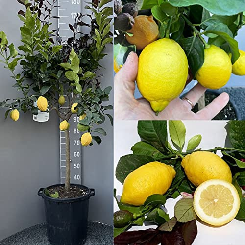 SAVINI VIVAI planta de limón, cítricos, algarrobo, plántula de limón en maceta de 35 cm altura 160-170 cm 7-8 años de injerto, fabricado en Italia