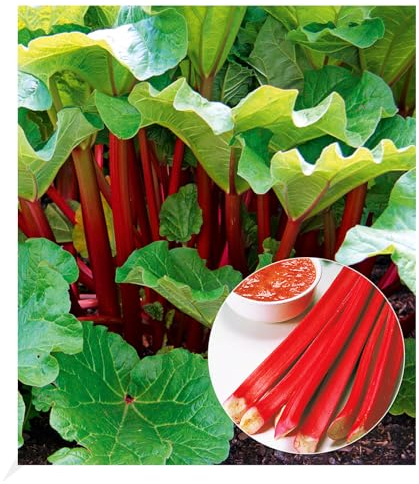 BALDUR Garten Immertragende Rhabarber Pflanze Livingstone immertragend, 1 Pflanze, Rhabarberstaude winterhart, mehrjährig, pflegeleicht, Rheum rhabarbarum