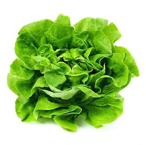 LATTUGA REGINA DI MAGGIO NR.1000 SEMI