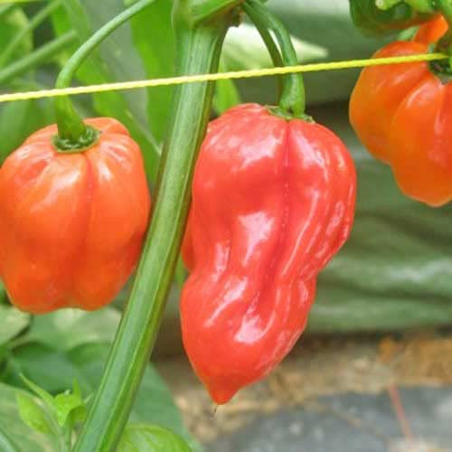 Habanero Red Chili Pepper Seeds - Super Spicy Chili Plant Open Pollinated Guaranteed Seed Variety