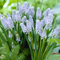 Bulbi di giacinto, piante di giacinto, muscari, piccoli e carini, la scelta migliore per la decorazione del balcone e la piantagione del giardino-e-15 bulbi