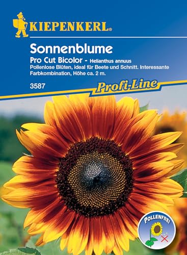 Kiepenkerl Profi-Line Sonnenblumensamen Pro Cut Bicolor, F1 3587 - Pollenlose Blüten, ideal für Beete und Schnitt, Interessante Farbkombination, Höhe ca. 2 m, ca. 20 Pflanzen