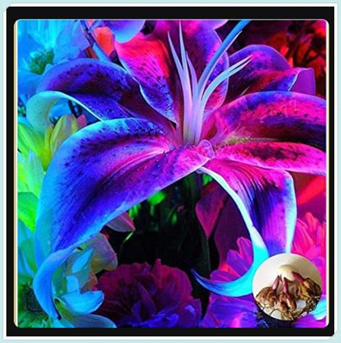 Lilium Martagon zwiebeln,Winterharte mehrjährig,Duft lilien,seltene pflanzen,lilie Riesen,lilien knollen,dekorative Blumen,Lilien Im topf,lilien zwiebeln winterhart.-8 zwiebeln-L