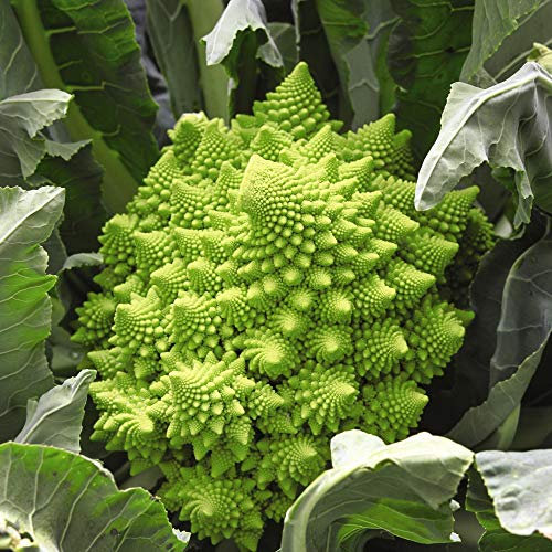 Cauliflower Romanesco precoce Brassica Oleracea Hardy Annual Vegetable Garden Plants Grow Your Own 1 x Seed Packet (275 Seeds) Cauliflower Romanesco precoceby Thompson and Morgan
