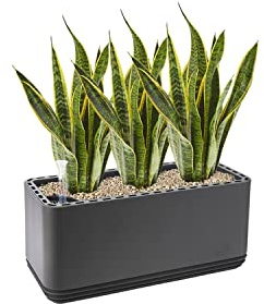 AIRY System L inkl. 3 Bogenhanfe & Airy Base Substrat • Natürlicher Luftreiniger eliminiert Schadstoffe, Allergene & Gerüche • Für Räume mit ca. 30qm • Made in Germany, 3303-613 anthrazit