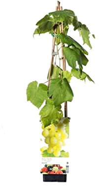 Parra Natural de Vitis Vinifera Disfruta de Uvas Frescas y Saludables con esta Parra Natural