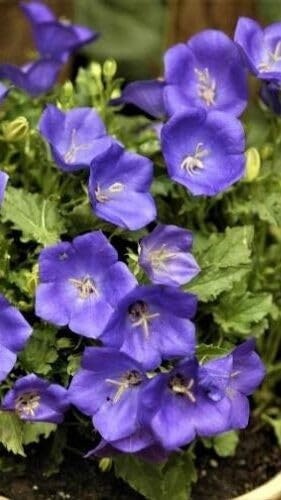 Pianta di Campanula Carpatica in Vaso da 14 cm