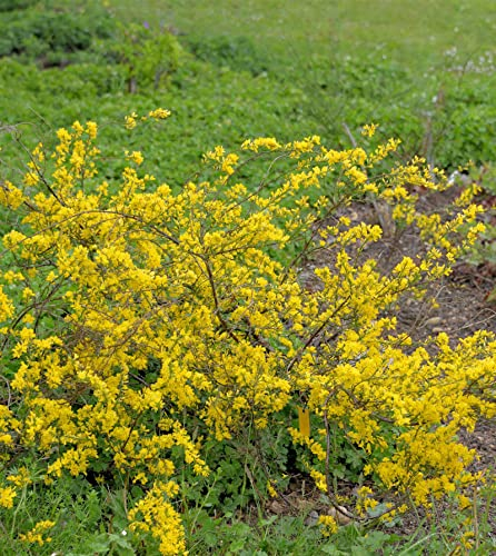 Regensburger Ginster 20-30cm - Chamaecytisus ratisbonensis