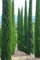 Urlaubsfeeling Mittelmeer Zypresse Cupressus sempervirens Säulenzypresse 100 Samen Bonsai geeignet