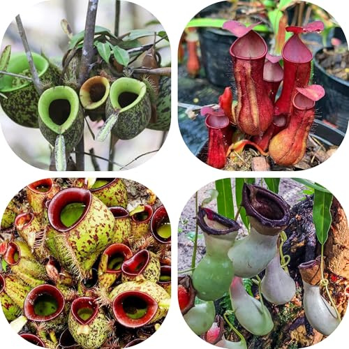 semi di nepenthes - rampicanti resistenti perenni carnivora giardino decorazione 200pcs