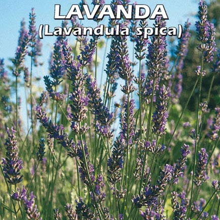 LAVANDA (Lavandula spica) (SEMI)