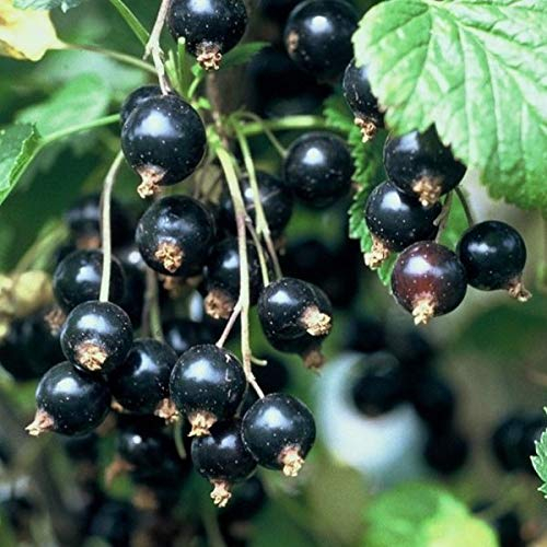 Zwerg-Johannisbeere `Little Black Sugar´, Kübelgeeignet, 60-80cm, im Topf