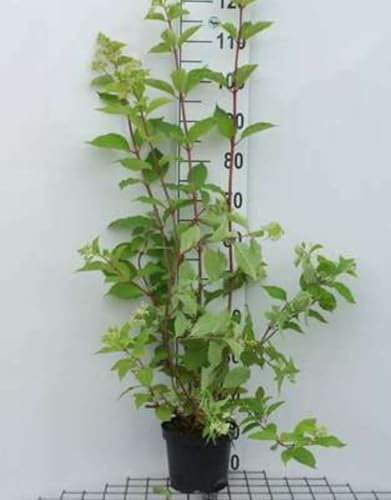 Hydrangea pan. 'Phantom' - Hydrangea Paniculata 40-50 cm en pot