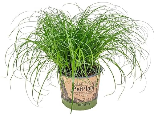Planta Viva de Hierba de Gato Natural y Segura para Mascotas