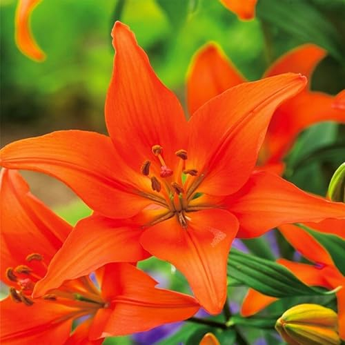 Lilienzwiebeln Asiatische Lilie große Zwiebeln Onion Lilium Knolle Winterhart Frische mehrjährig duftenden Prachtblüten (Orange Ton)