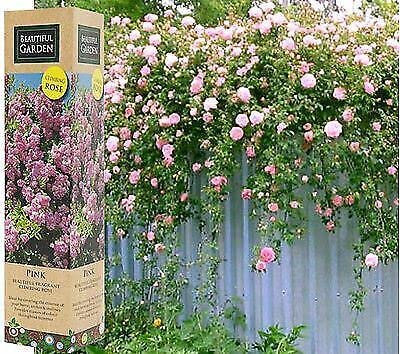 1 Gorgeous Fragrant Pink Climbing Rose Bare Rooted Plant Bush Shurb Trellises Outdoor Landscape Aroma Flowers Archway Garden Fences Pergola