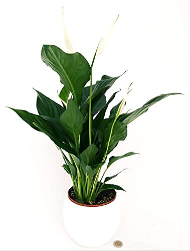 POWERS TO FLOWERS - SPATIFILLO MULTIFLORA IN VASO CERAMICA BIANCO SFERICO, VASO 14cm, altezza 45/50cm, Pianta Vera