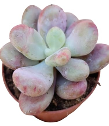 Graptopetalum Amethystinum Pianta Grassa Vera Rosa Confetto Succulenta con Foglie Carnose Vaso Ø 7-9 cm