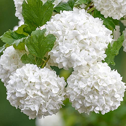 Viburnum Roseum - Red Guelder Rose | Deciduous Potted Flowering Garden Shrub for Sale (15-30cm Incl. Pot)