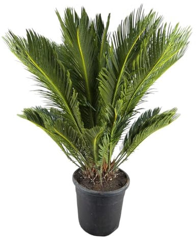 Pianta di CYCAS REVOLUTA palma nana IN VASO 28 CM h90 cm FOTO REALE AMDGarden
