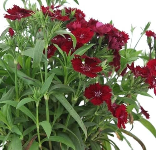 Clavel Chino - Dianthus Chinensis - Planta Natural de Floración Duradera