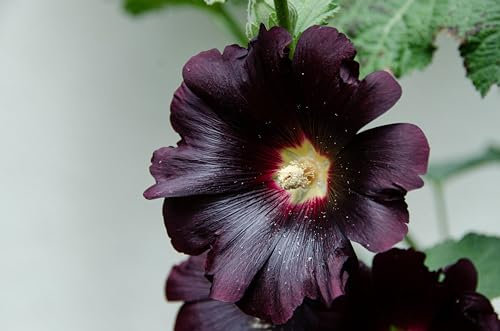 Schwarze Stockrose (Alcea rosea ´Nigra´) Samen. Malvengewächs Malvaceae (5000 Samen = 36,0g)