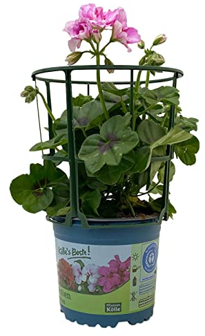 Geranie 'Corriente Pink Bicolor' zweifarb. pink, hängend, Topf-Ø 13 cm, 6er-Set