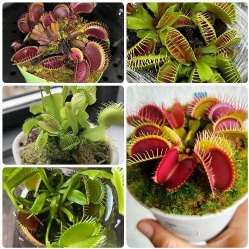 Semi di Venere acchiappamosche, da interno da ufficio Dionea muscipula, d'appartamento esotiche semi di carnivore perenni 50pcs
