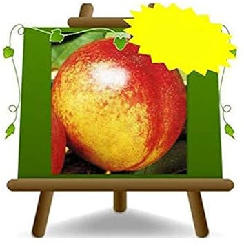 Nectarine pulpa amarillo Fairlane – Planta frutera vieja puerta trasplante franco sobre maceta 20 – Árbol máximo 170 cm – 2 años