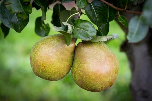 Frank P Matthews Pear Tree 'Doyenne du Comice', 11.5L Container, Quince Eline® Rootstock, Patio, Dwarf Tree