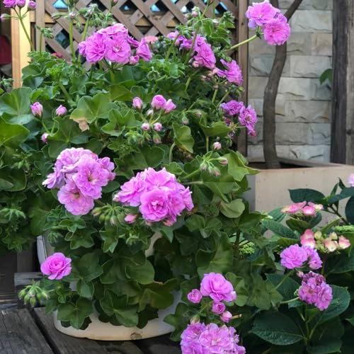 winterharte geranien samen hängend - winterharte pflanzen für garten, winterharte blumen pelargonium samen, blumensamen balkon, winterharte kübelpflanzen wildblumen balkonblumen, 60pcs