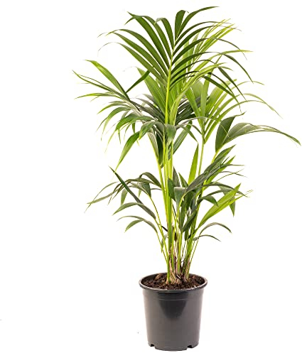 Kentia Palm Real Exotic Large Indoor Plant for Your Home Or Office Air Purifying Tall Indoor Plants in Growers Pots Various Sizes of House Plants for Indoors 90-100cm (Incl. Pot)