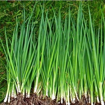 500 Semi di Tokio Bianco Lungo Legare le cipolle - Allium fistulosum