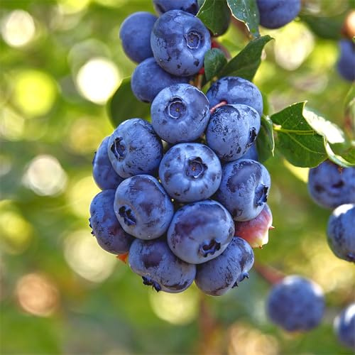 Arándano Spartan (Vaccinium corymbosum) - 2 Plantas - Plantas Naturales Exterior de Holanda - Plantas de Exterior Resistentes - Decoracion Jardin, Macetas y Balcón - Sin Semillas, No Artificiales