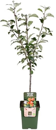 Malus Domestica: Manzano Árbol Frutal Ideal para Cultivar tus Propias Manzanas