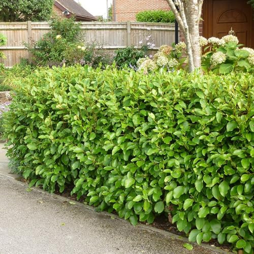Plant Theory New Zealand Privet Griselinia Littoralis Shrub Plant 2L Pot