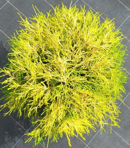 Cyprès jaune vif Chamaecyparis pisifera Filifera Aurea 50-60 cm résistant à l'hiver pour élevage en plein air
