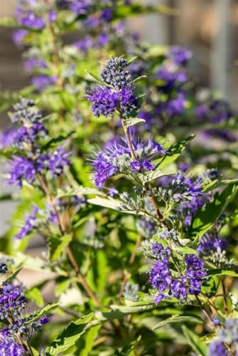 Caryopteris clandonensis 'First Blue' 25-30 cm – Winterhart, Mehrjährig, Pflegeleicht – Bartblume – Zierstrauch für Beet & Kübel