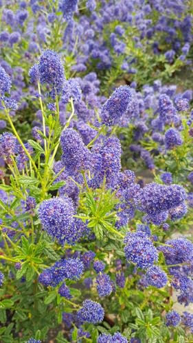 Ceanothus x arboreus 'Concha' / Lilas de Californie/Conteneur de 3 à 4 litres/Arbuste persistant