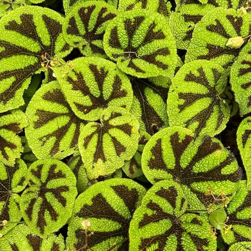 semillas de begonia de interior fáciles cuidar Begonia trucha jardineros decoración sala estar decoración verano invernaderos balcón 950pcs