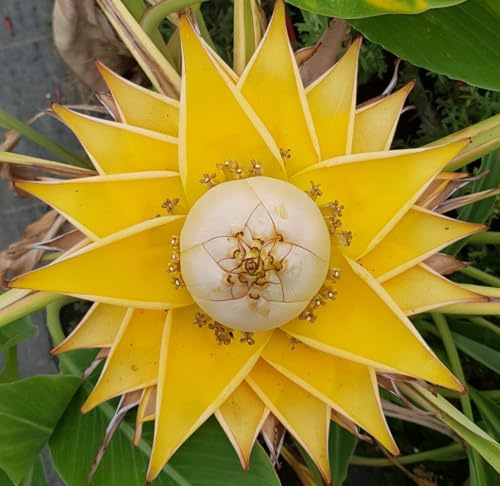 Musella lasiocarpa/Lotus d'or/Bananier nain/Conteneur de 7 à 10 litres/Sans feuilles en hiver