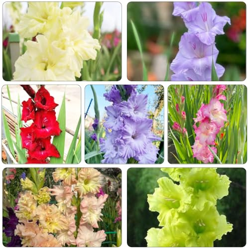bulbi di gladioli giardino decorativi interni bonsai giardino rocce decorazione ufficio resistente decorazione ufficio balcone 5pcs