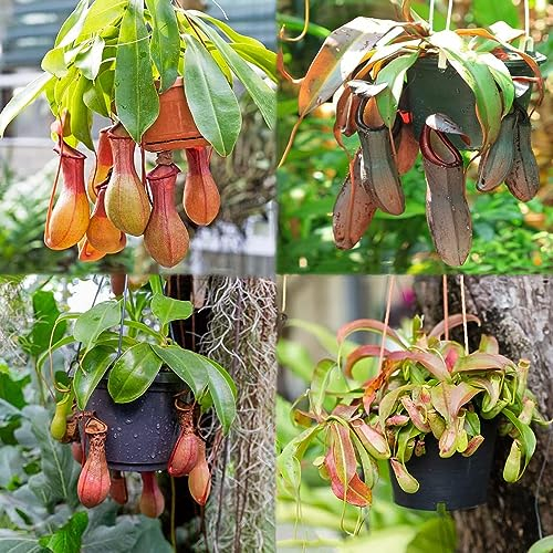 fleischfressende pflanzen nepenthes - Kannenpflanze samen - mix bonsai winterfeste pflanzen für kübel deko zimmerpflanzen wenig lichtbedarf geschenk garten 500 Stück