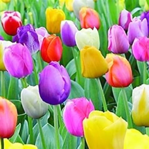 Bulbos De TulipáN,Mezcla De Bulbos De TulipáN,Tulip Bulbs,JardíN Perenne Agradable-25Bulbos-b