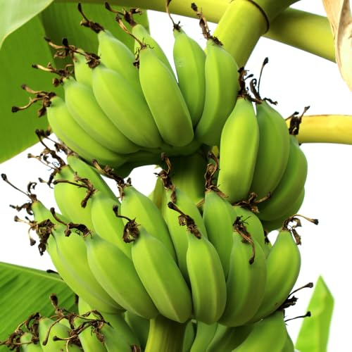 semi di banana - perenni resistenti balcone giardino 10pcs