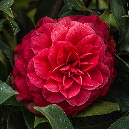 Camellia Japonica 'Principessa Baciocchi' Outdoor Garden Shrub Plant in Pot (9cm Pot, 20-30cm)