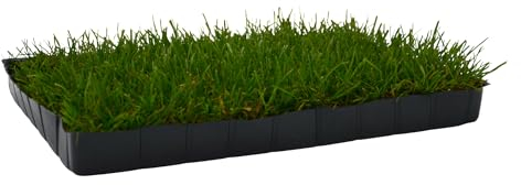 UNUS Katzengras gewachsen echtes Gras Katzenwiese in Kunststoff-Schale 38x28cm für drinnen und draußen