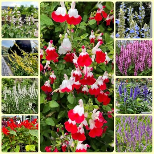 Semillas de salvia, Semillas de Salvia japonica, Las de jardín son perennes resistentes 500pcs