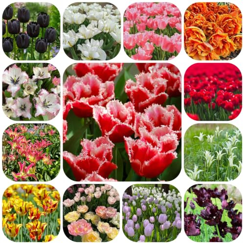 tulipán Cultivar jardín balcón Cubresuelos rizoma decoración 20bulbos