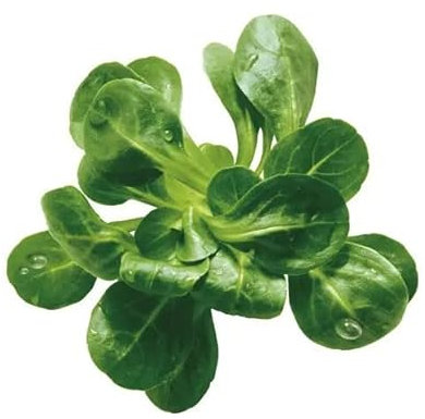 Semillas de Canónigos Planta Comestible y Saludable Valerianella Locusta